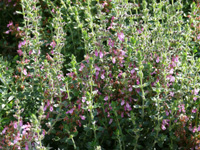 teucrium lucidrys.jpg_s.jpg